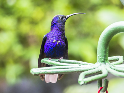 Route Costa Rica Hoogtepunten - Day 8