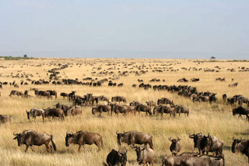 familiereis Kenia masai mara