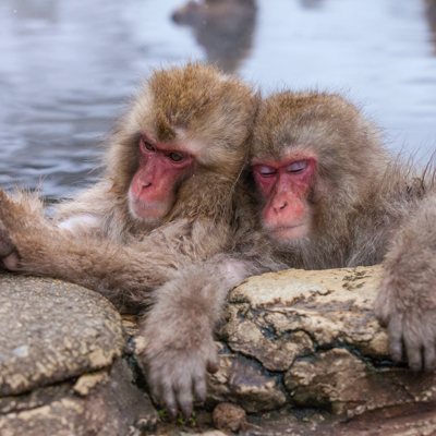 Snow monkeys