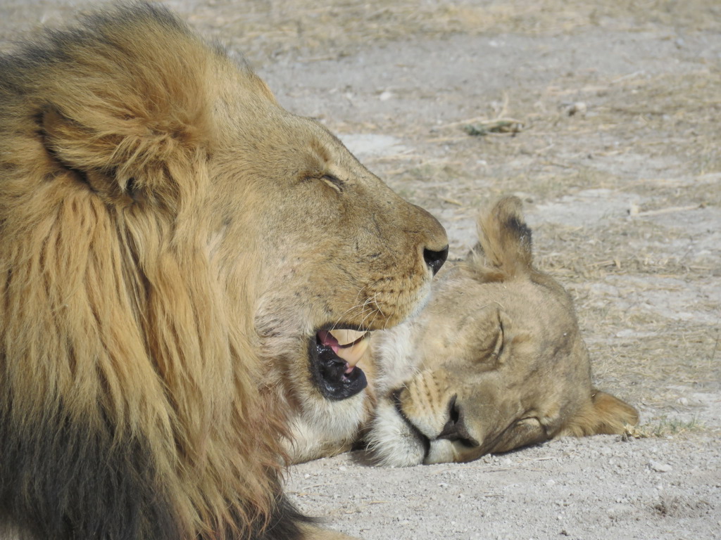 Rondreis Namibië leeuw