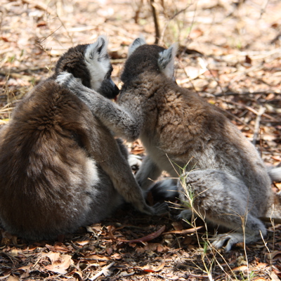 Groepsrondreis Madagascar