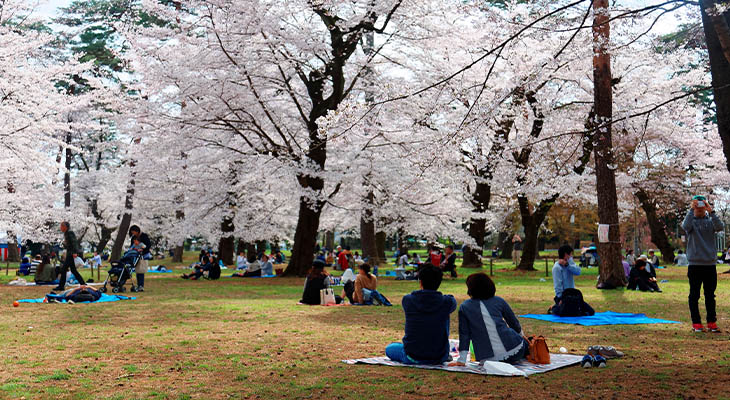 Hanami Matsuri Japan