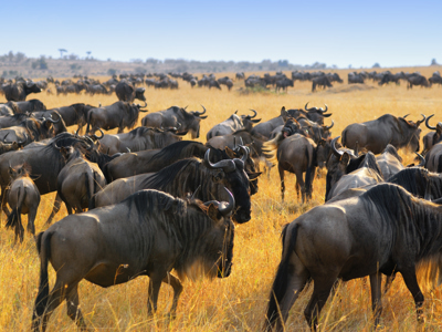 Route 2023 Kenia, Tanzania en Zanzibar, 23 dagen - Day 13