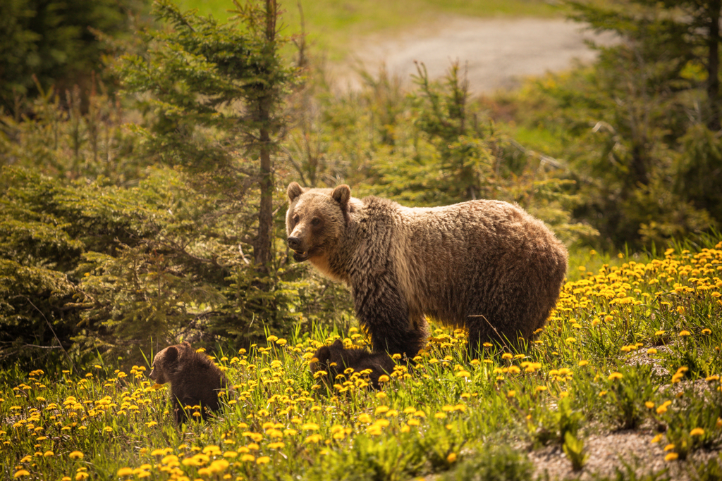 CAF - Jasper NP - shutterstock_1285407772.jpg