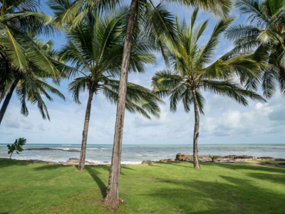 Palmbomen aan het strand in Thailand, ideaal voor een familiereis Thailand Comfort-Plus.