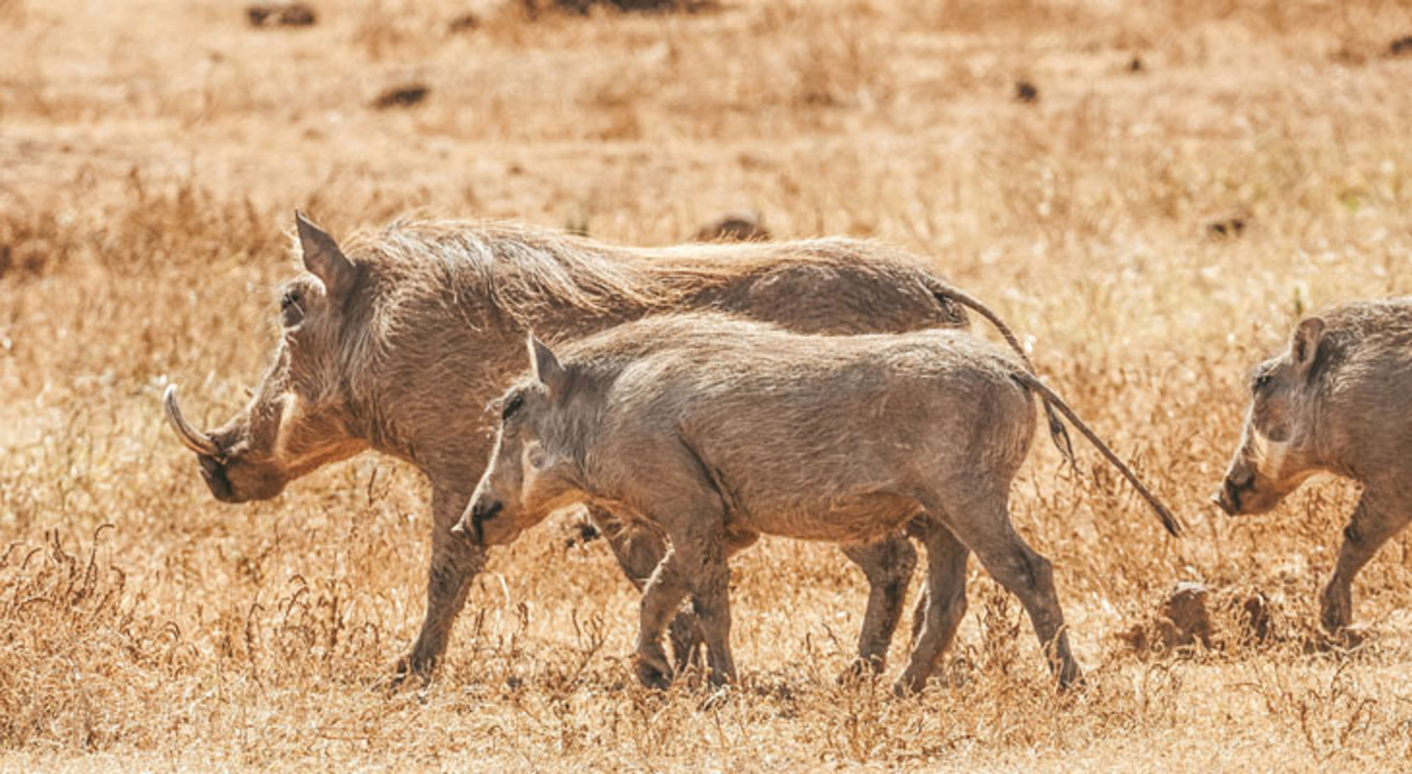 Addo Elephant National Park