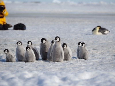 Route rondreis Antarctica 18 dagen - Dag 8