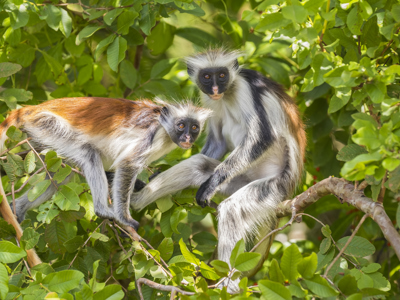 Route 22-35 Kenia & Tanzania, 20 dagen - Day 18