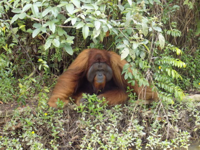 Kalimantan, Sulawesi & Molukken, 23 dagen - Day 3