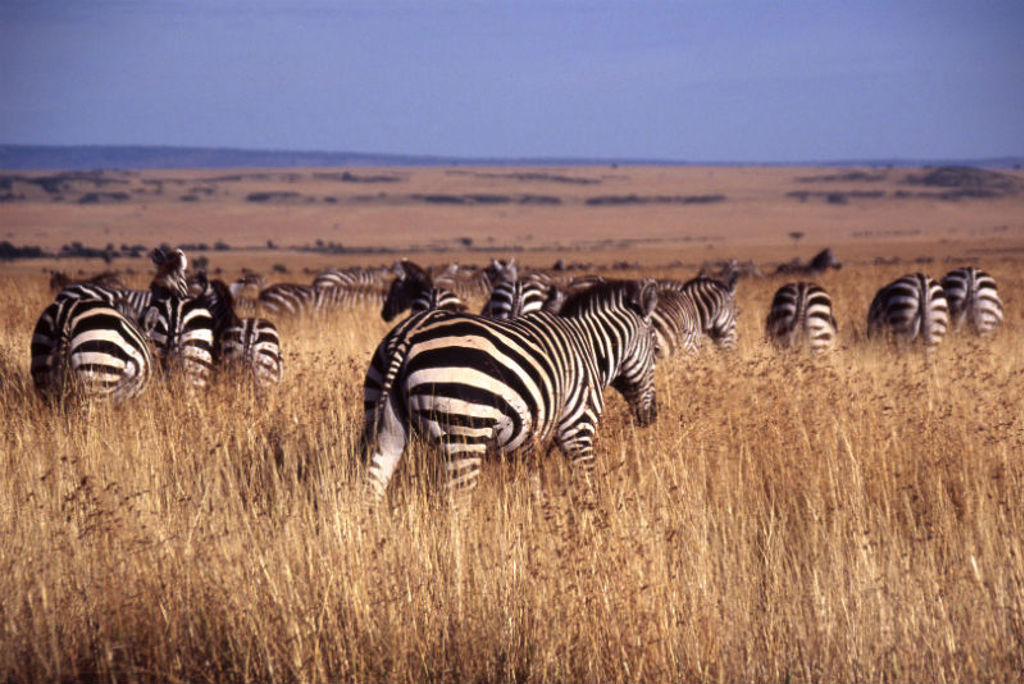 21-Masai-Mara.jpg