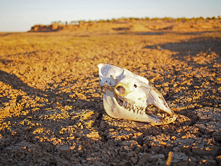 Bot in Mongolië Bot in Mongolië