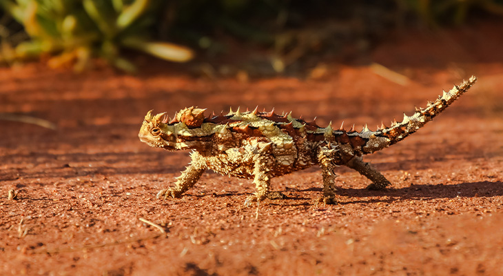 Bergduivel Bergduivel