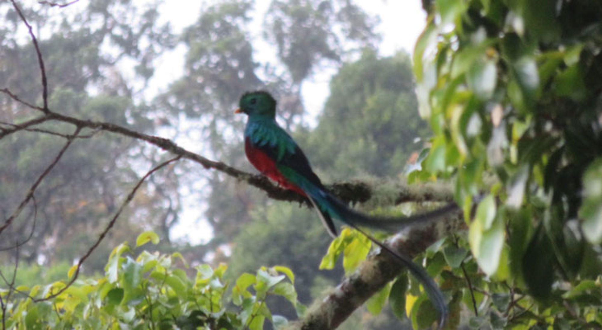 Quetzal San Gerardo de Dota Quetzal San Gerardo de Dota