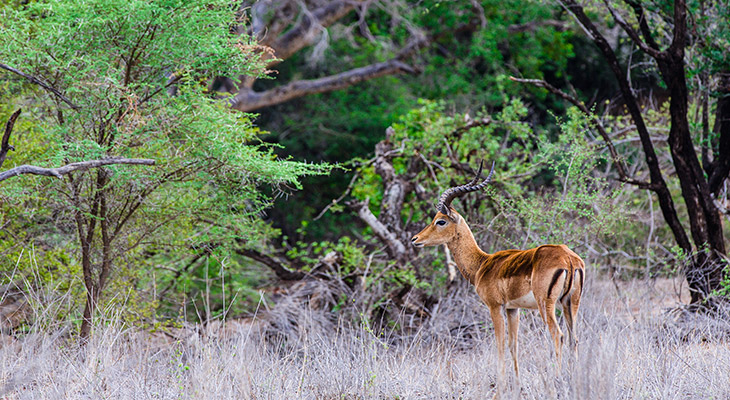 Hert in Afrika Hert in Afrika