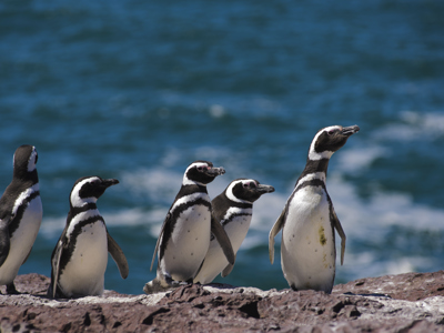 Standaard route Patagonië - Dag 6
