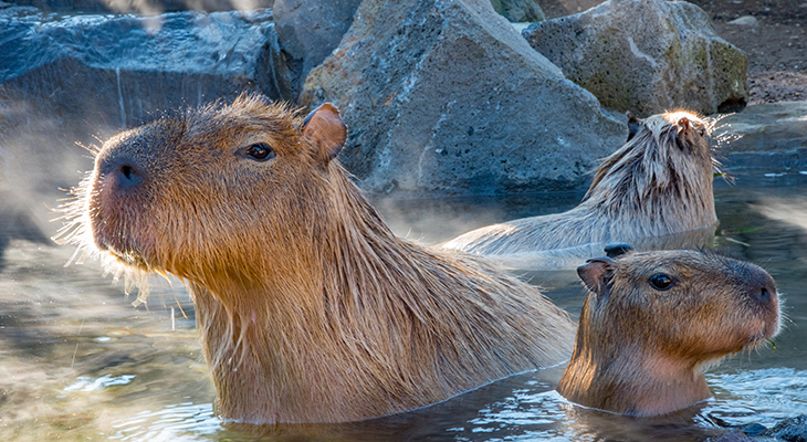 capibara-brazilie capibara-brazilie