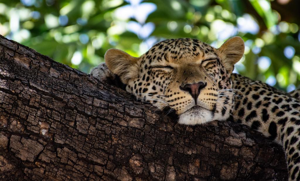 Etosha NP