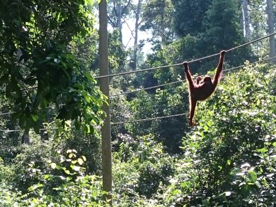 Route Maleisisch Borneo, 21 dagen - Dag 4