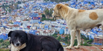 Familiereis Marokko Hoogtepunten