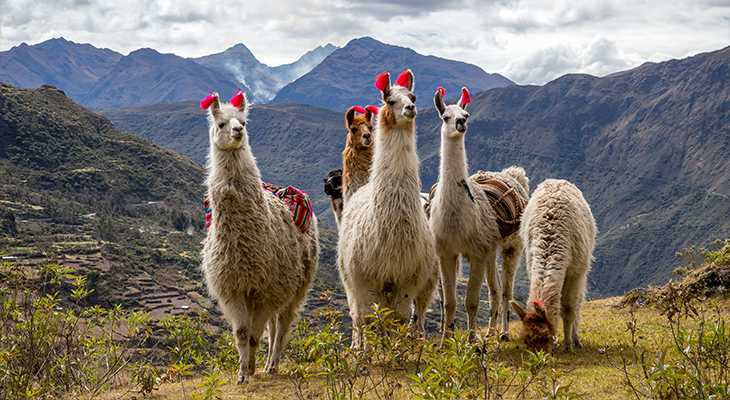 Alpaca's Inca Trail Alpaca's Inca Trail