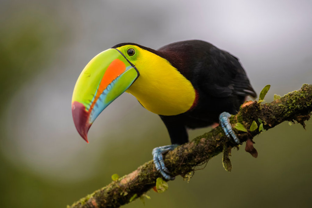 main_shutterstock_Toekan_Dieren_CostaRica.jpg