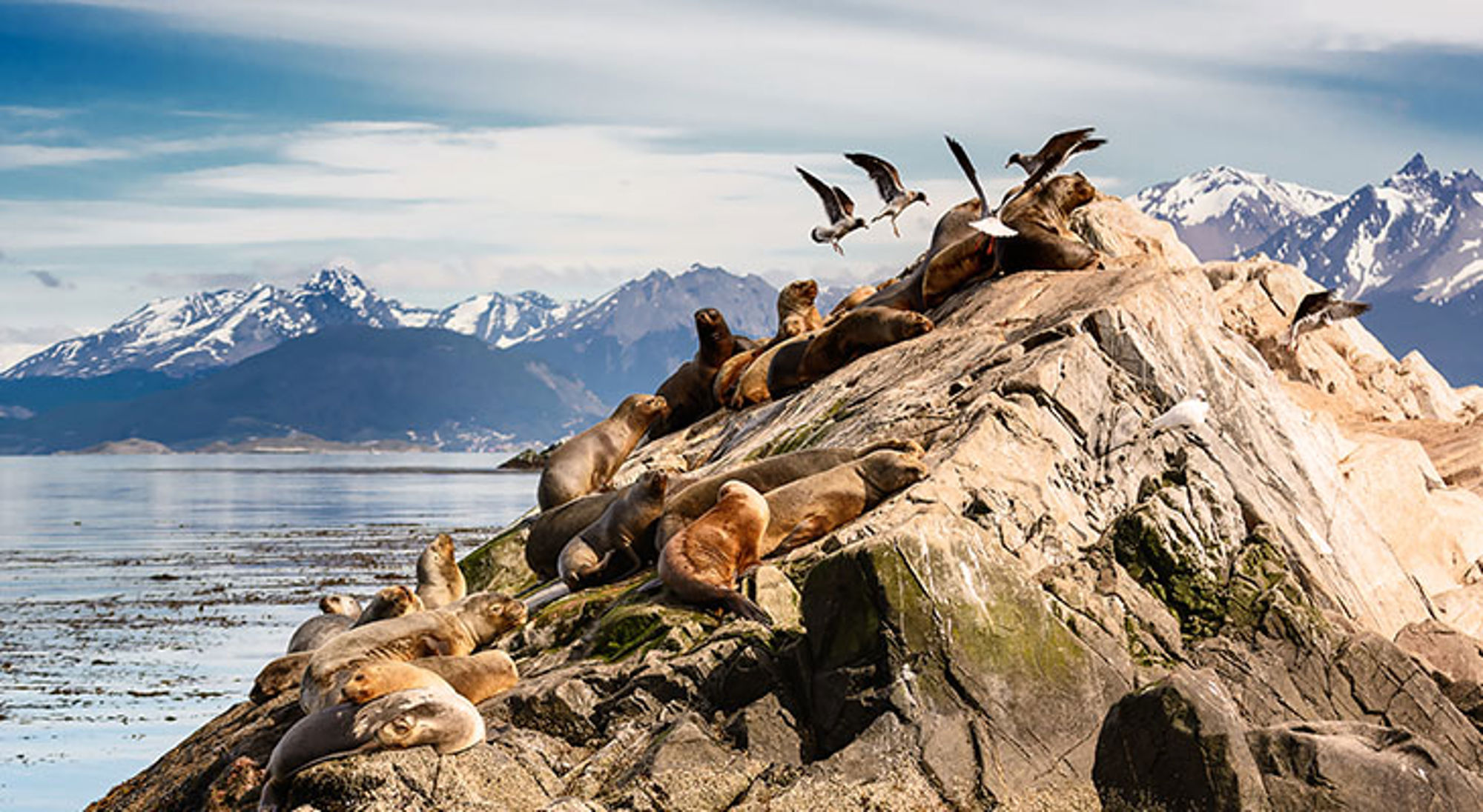 Zeeleeuwen en albatrossen dichtbij Ushuaia Zeeleeuwen op rotsen aan de kust van Patagonië, met besneeuwde bergtoppen op de achtergrond.