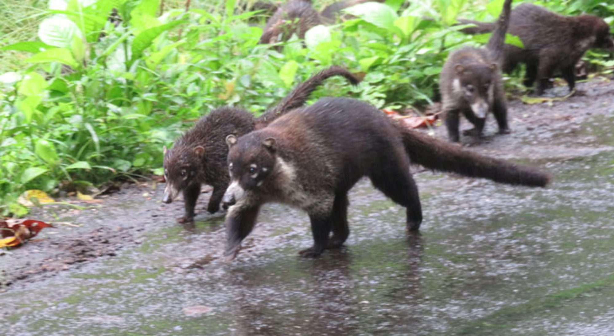 Neusbeer Rincón de la Vieja Neusbeer Rincón de la Vieja