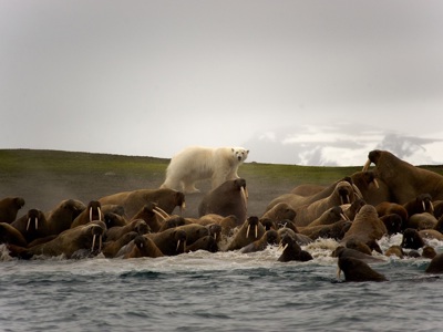 Noordpool 14 dagen - Dag 8