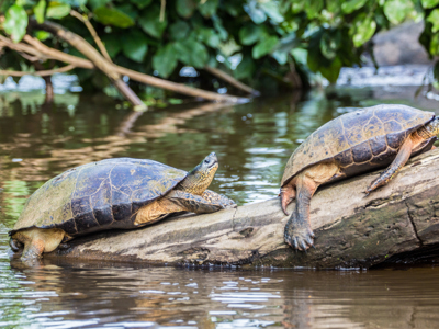 Route Costa Rica - Day 5