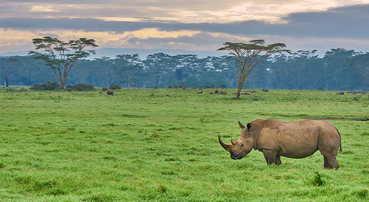 Regenseizoen Kenia en Tanzania