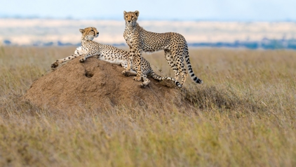 Serengeti Tanzania