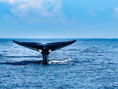 22-35ers reis Sri Lanka - Day 14