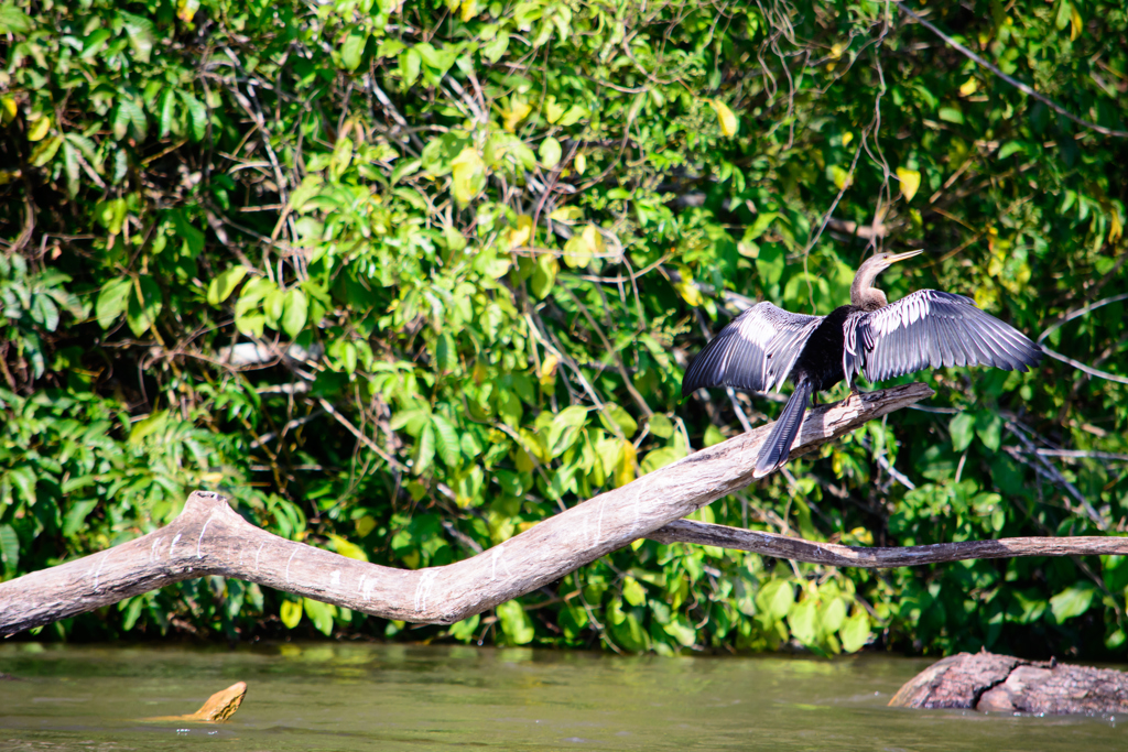 Rio San Juan, wildleven