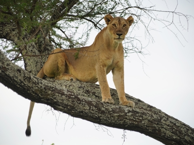 Kenia en Tanzania, 13-dagen - Dag 11