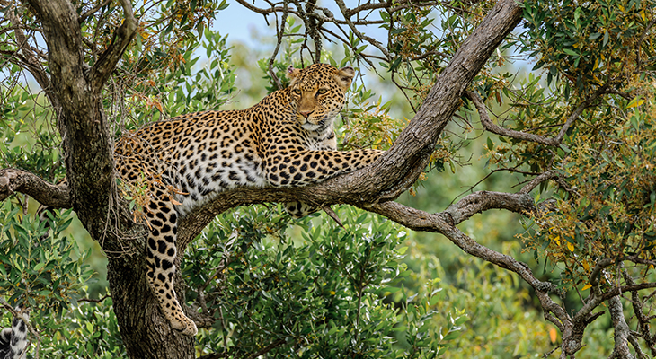 luipaard in een boom luipaard in een boom