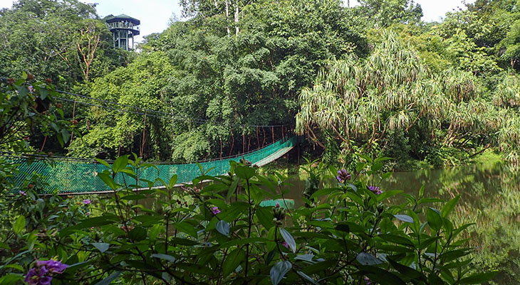 rainforest discovery centre rainforest discovery centre