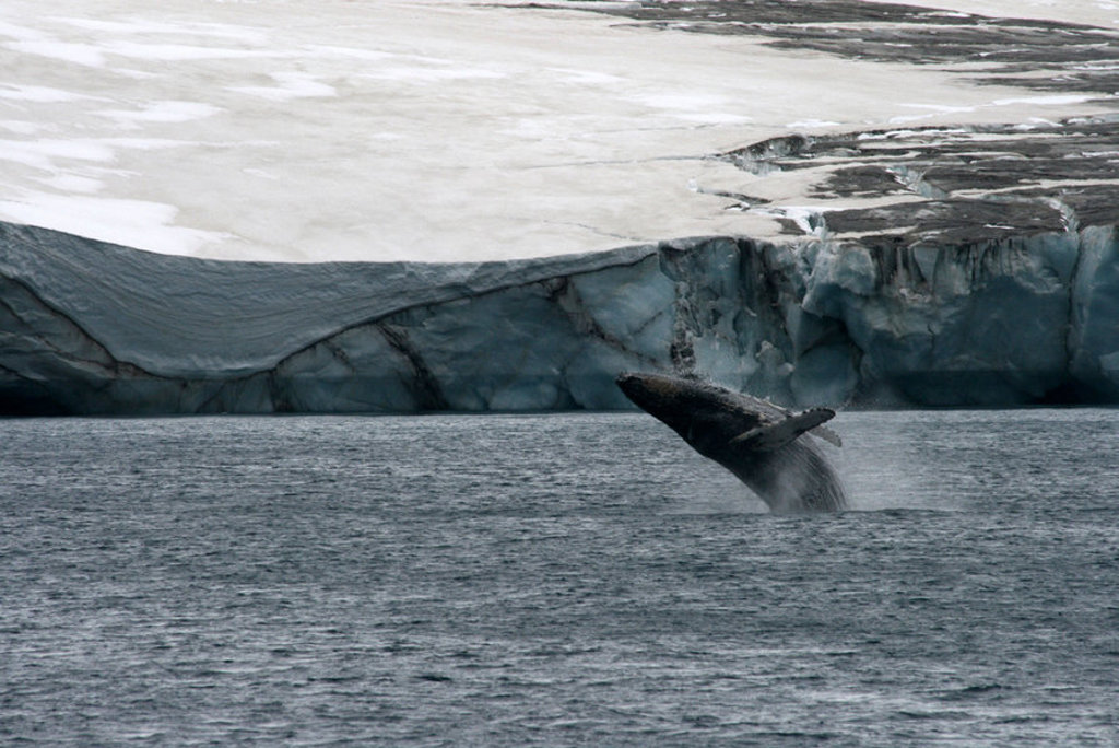 main_Antarctica_-_Claudine (1).jpg