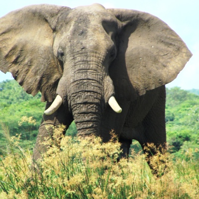 Olifant Uganda