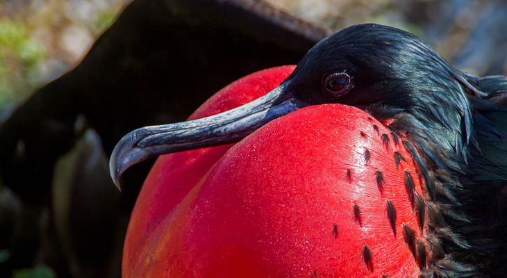 fregatvogel-galapagos fregatvogel-galapagos