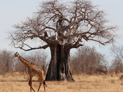 Route Zambia, Malawi en Tanzania, 24 dagen - Dag 12