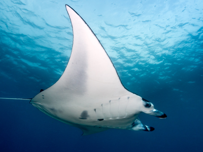 Route Kleine Sunda Eilanden 2023 - Day 13