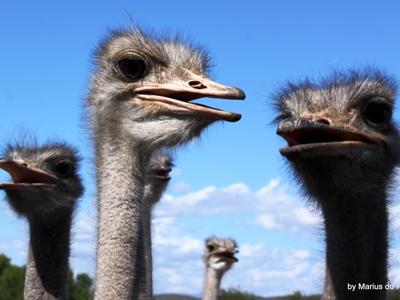 Route Johannesburg - Kaapstad, 17 dagen - Dag 11