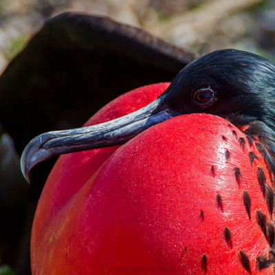 Groepsrondreis Galapagoseilanden