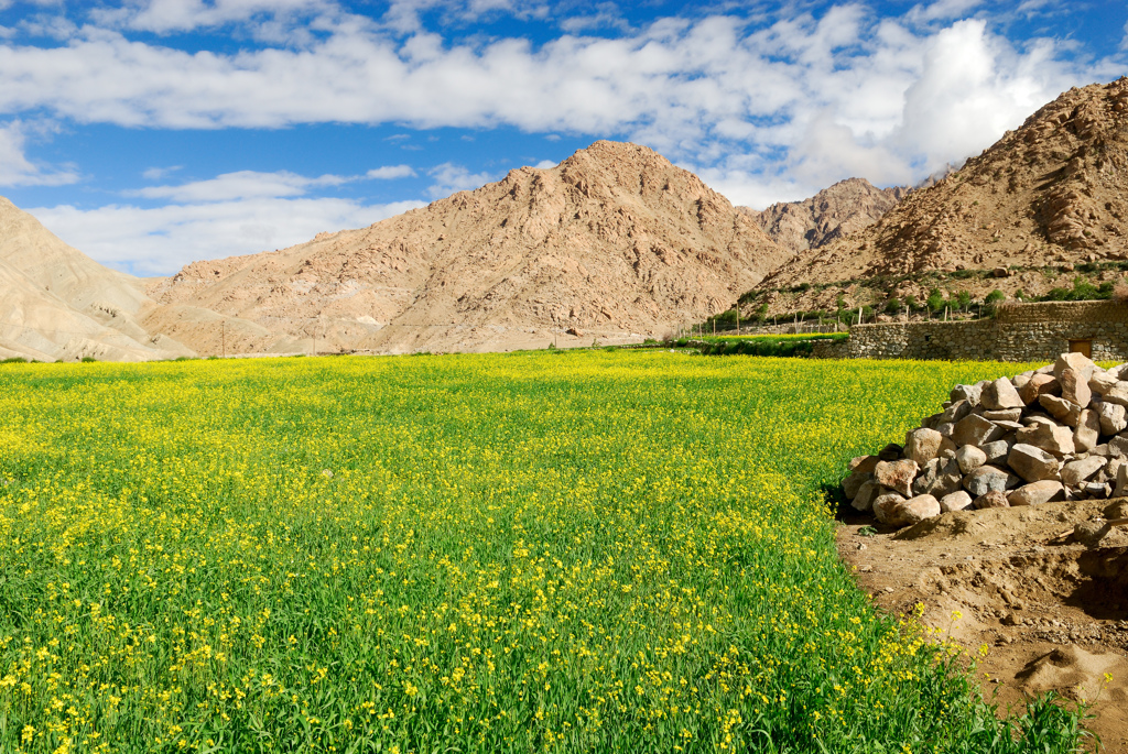 Langtang to Hemis Sukpachang~Mustard fields