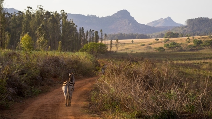 Zebra in Mlilwane Wildlife Sanctuary