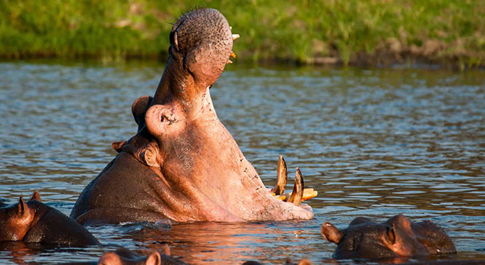 Nijlpaard gaapt met open bek in het water in Tanzania.