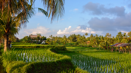 Rijstvelden van Ubud