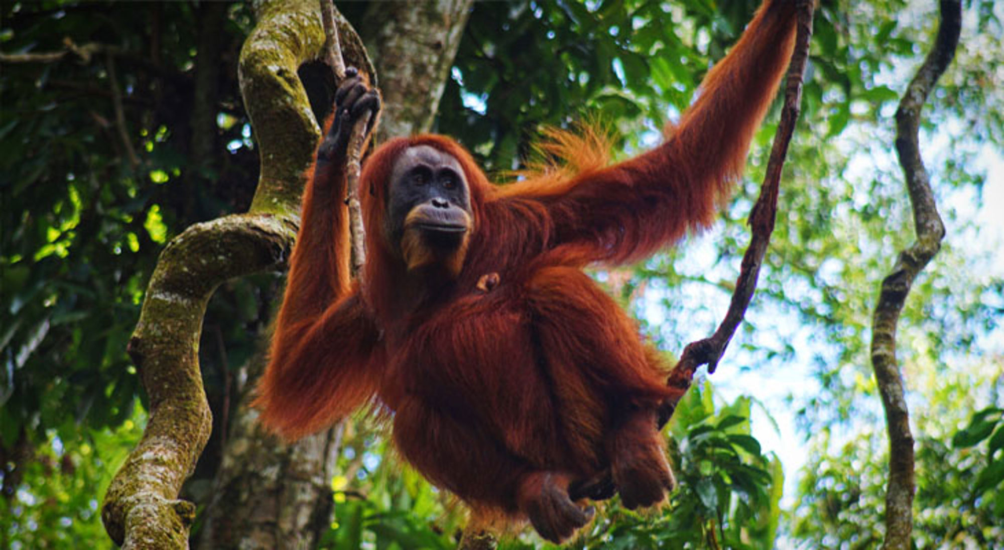 Orang Oetan Bukit Lawang Indonesië