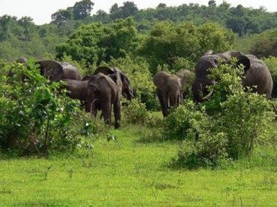 Kudde olifanten in groen savannelandschap tijdens route door Ghana, Togo en Benin.