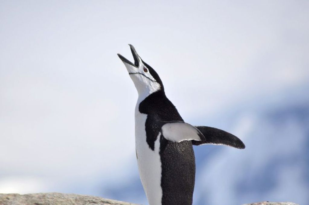 Antarctica, Zuidpool